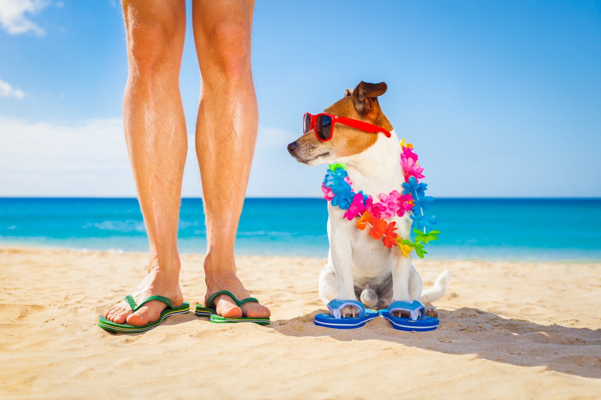 cani_spiaggia